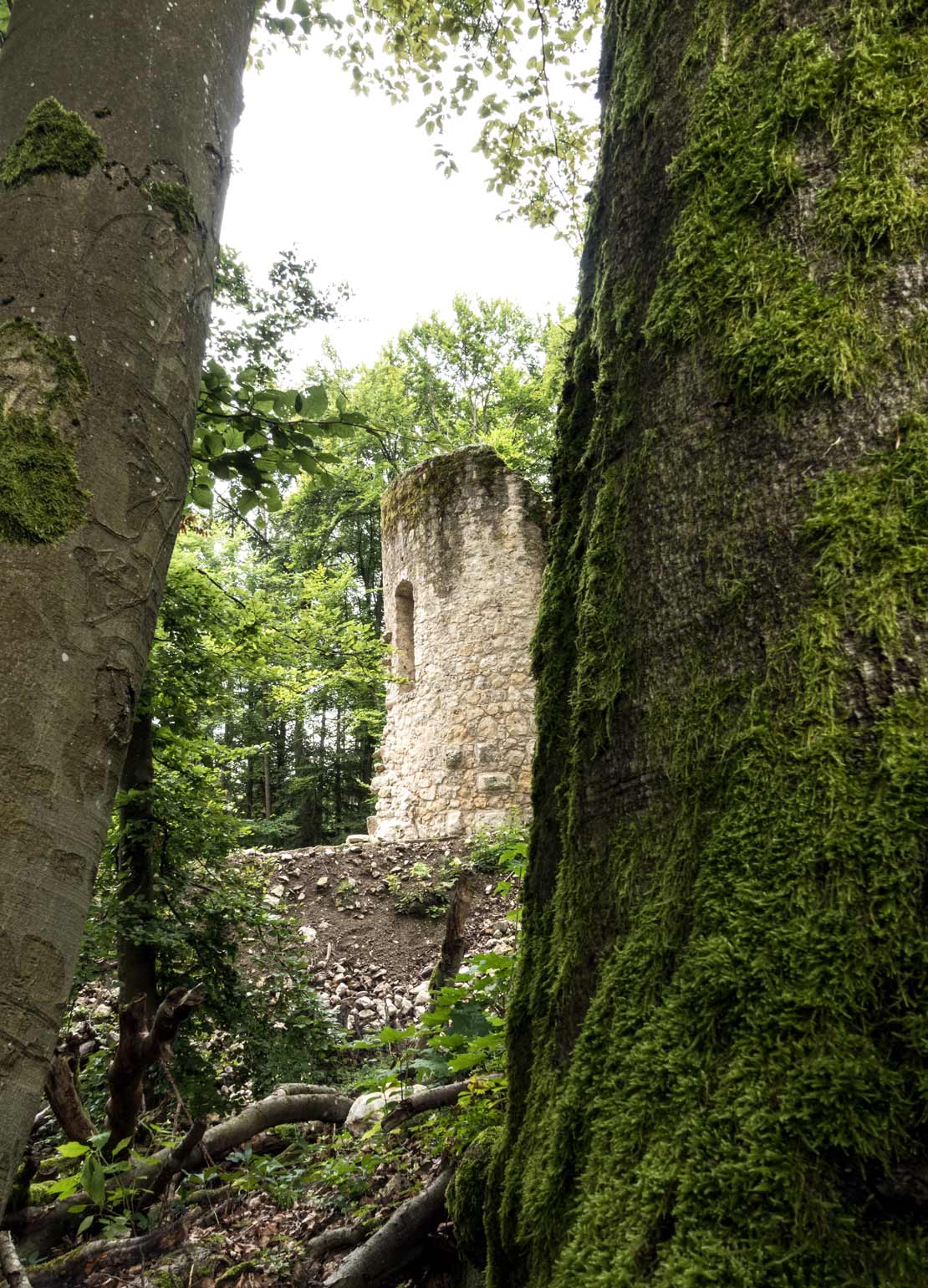 Blick durch zwei moosbewachsene Bäume auf den Turm der Burgruine Burg Ehrenfels.