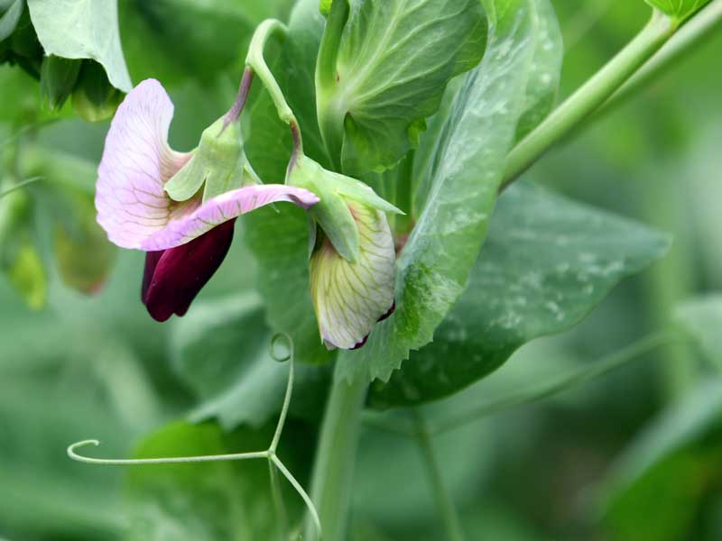 Blüte einer Grijze Roodbloeiende Zuckerschote
