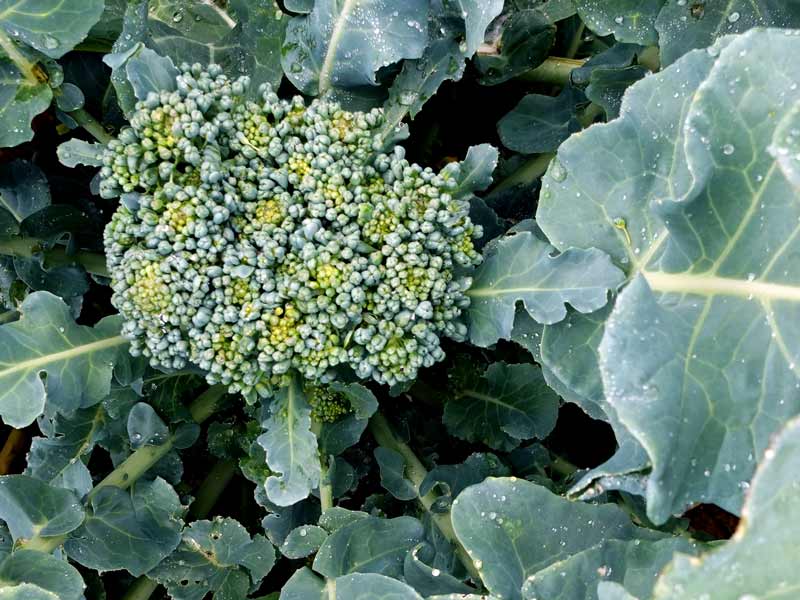 Nahaufnahme einer Brokkoli Blüte