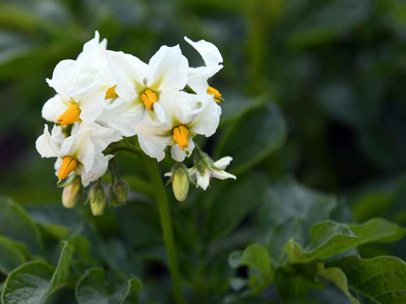 Weiß-gelbe Blüte einer Kartoffelpflanze