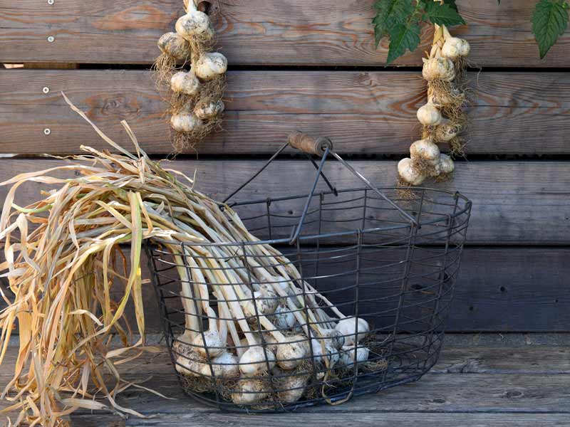 Ein Korb voll mit geerntetem Knoblauch aus dem eigenen Garten. Im Hintergrund hängen zwei geflochtene Knoblauchzöpfe an einer Holzwand