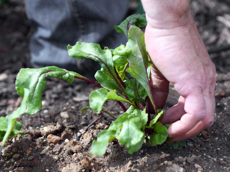 Eine Hand zieht eine kleine Rote Beete Pflanze aus der Erde