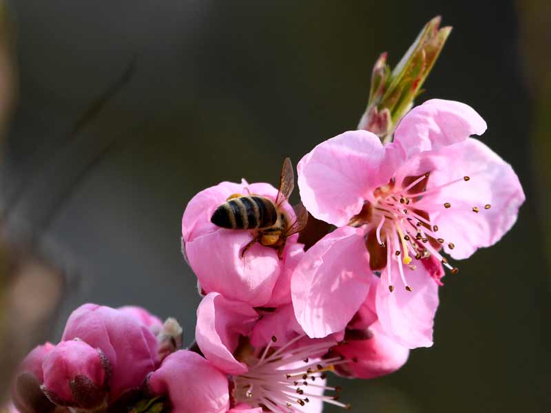 Eine Biene sammelt Nektar an der rosafarbenen Blüte eines Pfirsichbaums
