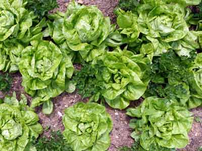 Zahlreiche Kopfsalat Pflanzen in einem Beet. Dazwischen befinden sich Sellierpflanzen