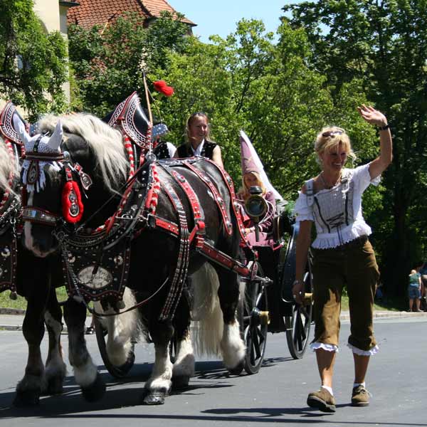 Eine Pferdekutsche mit geschmückten Brauereipferden auf einem traditionellen bayrischen Umzug. Daneben läuft eine Frau in Lederhosen und bayrischer Tracht.
