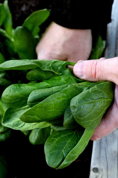 Ein Männerhand hält frisch geerntete Spinatblätter