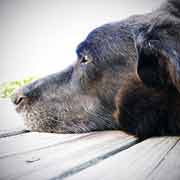 Cooper, Gourmet Labrador, zuständig für die permanente Qualitätssicherung der erzeugten Nahrung